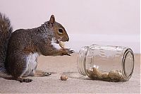 Fauna & Flora: adopted squirrel pet