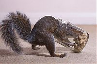Fauna & Flora: adopted squirrel pet