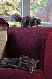 Fauna & Flora: adopted squirrel pet