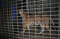 TopRq.com search results: Pata Zoo in Bangkok, Thailand