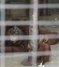 Fauna & Flora: Pata Zoo in Bangkok, Thailand