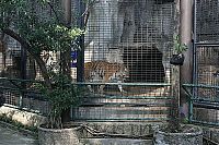 TopRq.com search results: Pata Zoo in Bangkok, Thailand