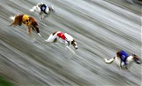 Fauna & Flora: TOPSHOTS-DOG-RACING-HUN-WORLD