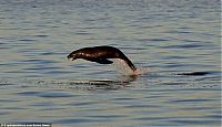 Fauna & Flora: smart seal escapes shark's jaws of death