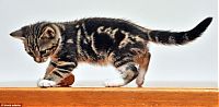 Fauna & Flora: kitty cat
