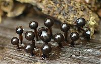 Fauna & Flora: fungi mushroom microorganisms