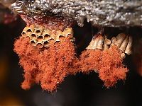 Fauna & Flora: fungi mushroom microorganisms