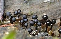 Fauna & Flora: fungi mushroom microorganisms