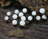 TopRq.com search results: fungi mushroom microorganisms