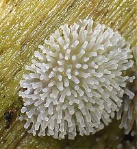 Fauna & Flora: fungi mushroom microorganisms