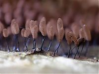 Fauna & Flora: fungi mushroom microorganisms