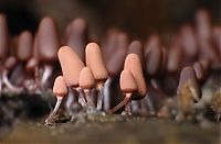 Fauna & Flora: fungi mushroom microorganisms