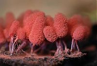 Fauna & Flora: fungi mushroom microorganisms