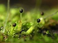 Fauna & Flora: fungi mushroom microorganisms