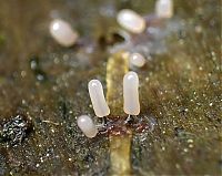 TopRq.com search results: fungi mushroom microorganisms