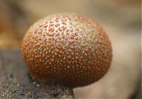 Fauna & Flora: fungi mushroom microorganisms