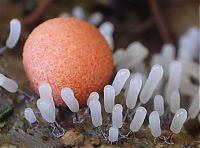 Fauna & Flora: fungi mushroom microorganisms