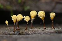 TopRq.com search results: fungi mushroom microorganisms