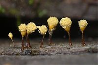 Fauna & Flora: fungi mushroom microorganisms