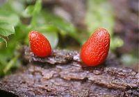 Fauna & Flora: fungi mushroom microorganisms