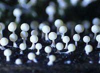 Fauna & Flora: fungi mushroom microorganisms