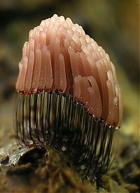 TopRq.com search results: fungi mushroom microorganisms