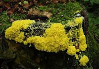 Fauna & Flora: fungi mushroom microorganisms