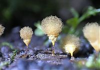 Fauna & Flora: fungi mushroom microorganisms