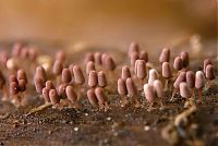 Fauna & Flora: fungi mushroom microorganisms