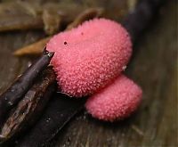 Fauna & Flora: fungi mushroom microorganisms