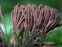 Fauna & Flora: fungi mushroom microorganisms