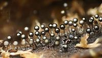 TopRq.com search results: fungi mushroom microorganisms