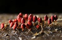 Fauna & Flora: fungi mushroom microorganisms