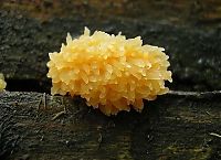 TopRq.com search results: fungi mushroom microorganisms