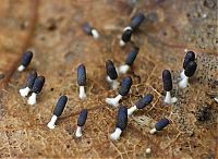 Fauna & Flora: fungi mushroom microorganisms