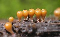 Fauna & Flora: fungi mushroom microorganisms