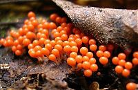 Fauna & Flora: fungi mushroom microorganisms