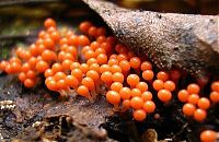 TopRq.com search results: fungi mushroom microorganisms