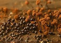 Fauna & Flora: fungi mushroom microorganisms