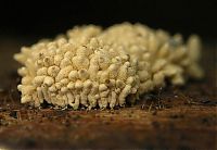 Fauna & Flora: fungi mushroom microorganisms