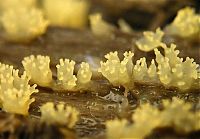 TopRq.com search results: fungi mushroom microorganisms