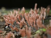 Fauna & Flora: fungi mushroom microorganisms