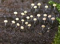 Fauna & Flora: fungi mushroom microorganisms