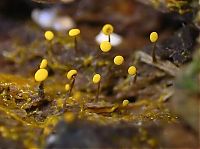 Fauna & Flora: fungi mushroom microorganisms