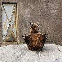 Fauna & Flora: Santra, yoga bear, Ähtäri ZOO, Finland