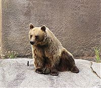 Fauna & Flora: Santra, yoga bear, Ähtäri ZOO, Finland