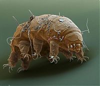 TopRq.com search results: Tardigrades