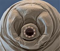 TopRq.com search results: Tardigrades