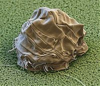 Fauna & Flora: Tardigrades