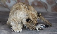 Fauna & Flora: lion cub and the meerkat